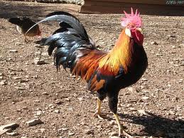 Coq