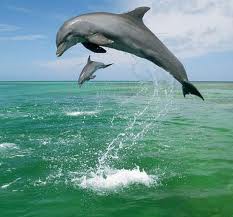 Dauphins