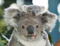 Koalas