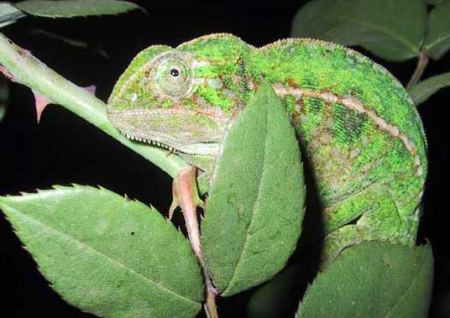 Caméléon