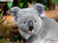 /album/galerie-photos/koala-hd-jpg/