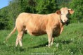 /album/galerie-photos/vache-jpg/