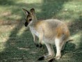 /album/galerie-photos/wallaby-jpg/