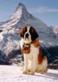 /album/galerie-photos/saint-bernard-jpg/