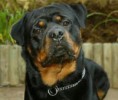 /album/galerie-photos/rottweiler-jpg/